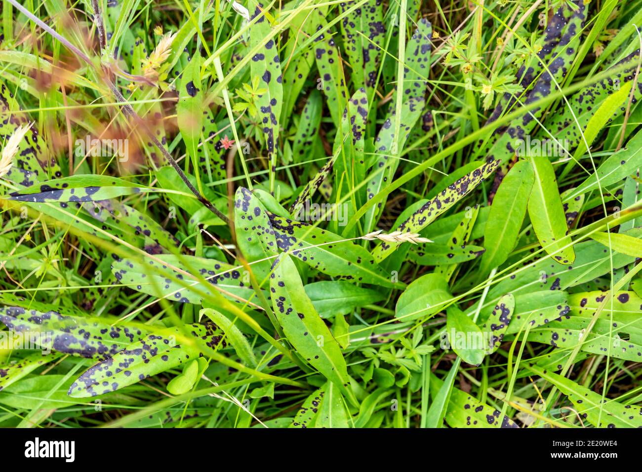Black spot desease on leaves in County Donegal - Ireland. Stock Photo