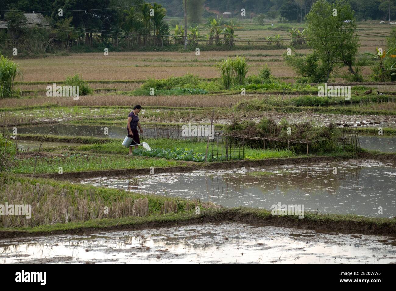 Woman working in her vegetable garden Stock Photo