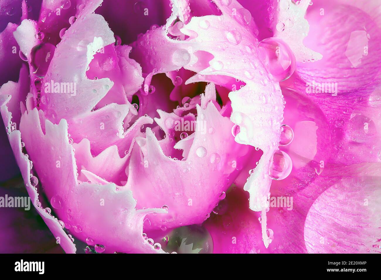 Pink peony flower head in super macro close up. Water rain drops covering the petals. Garden plant in the process of opening Stock Photo