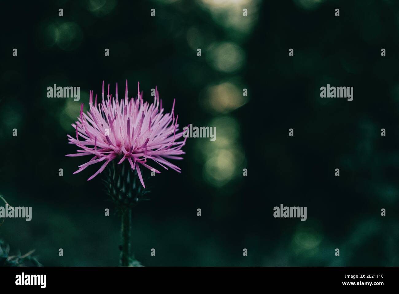nice lilac cirsium flower on a dark background in the field Stock Photo