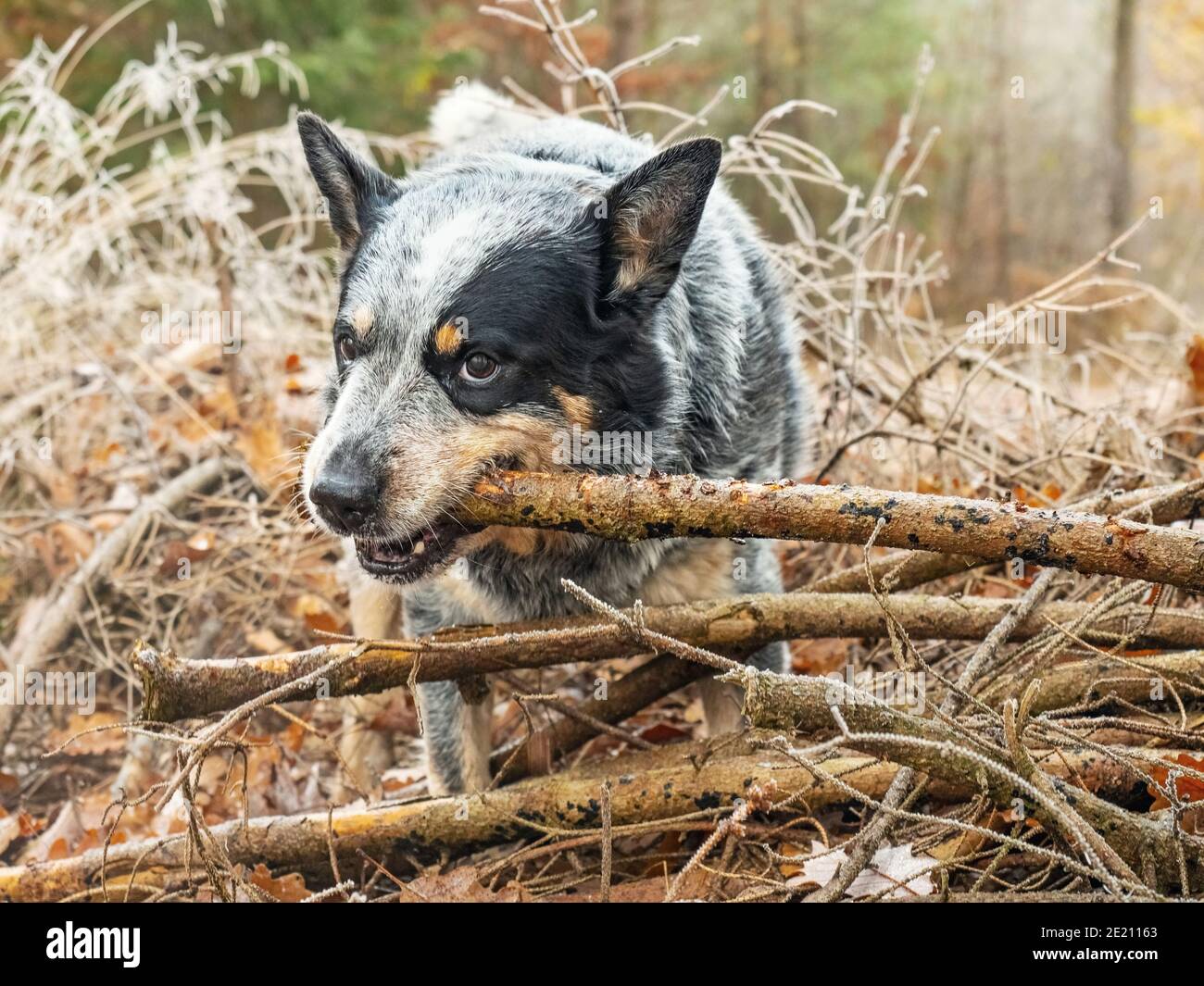 are blue heelers dangerous