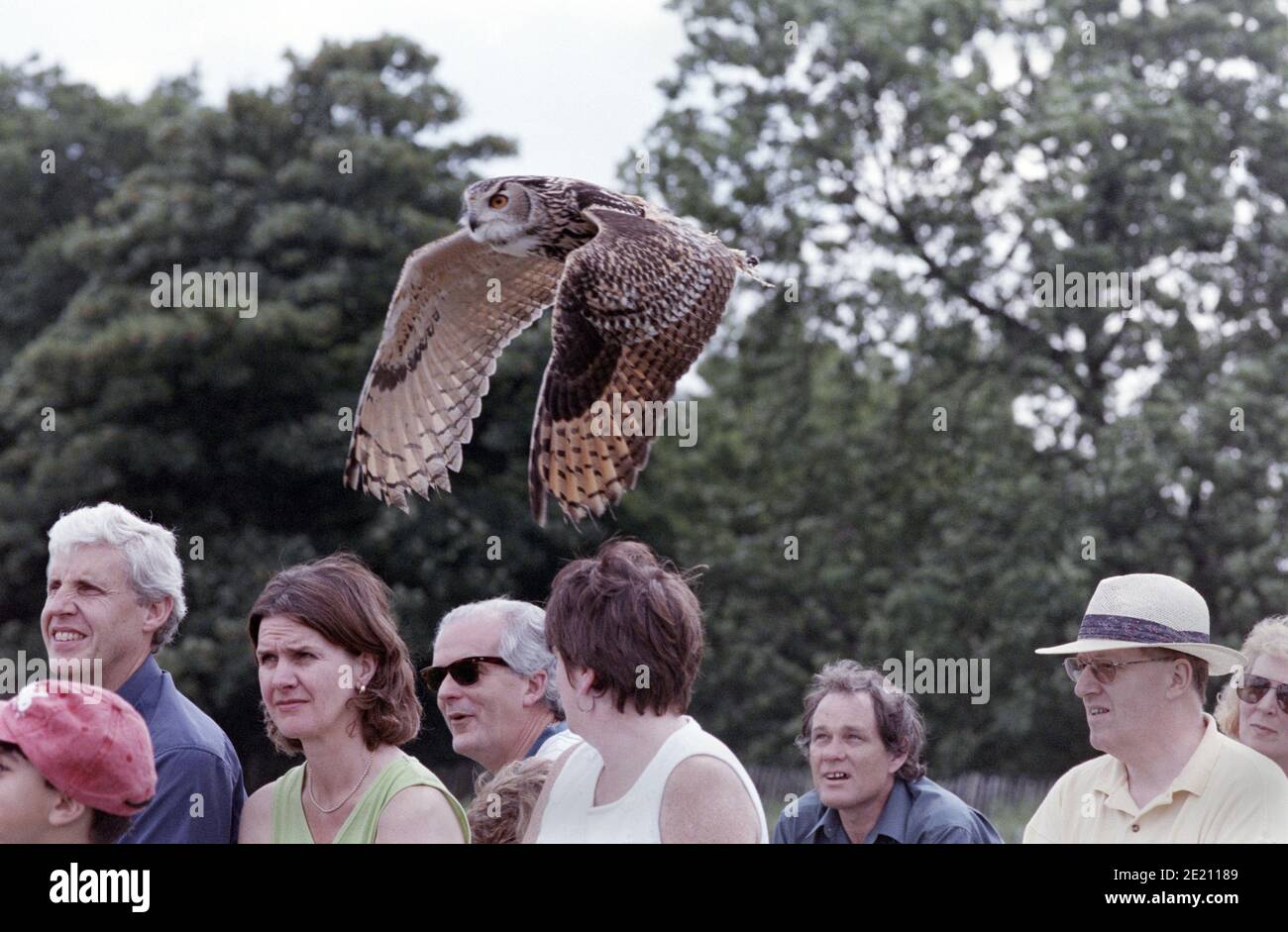 Eagle Owl during a Falconry Demonstration Stock Photo