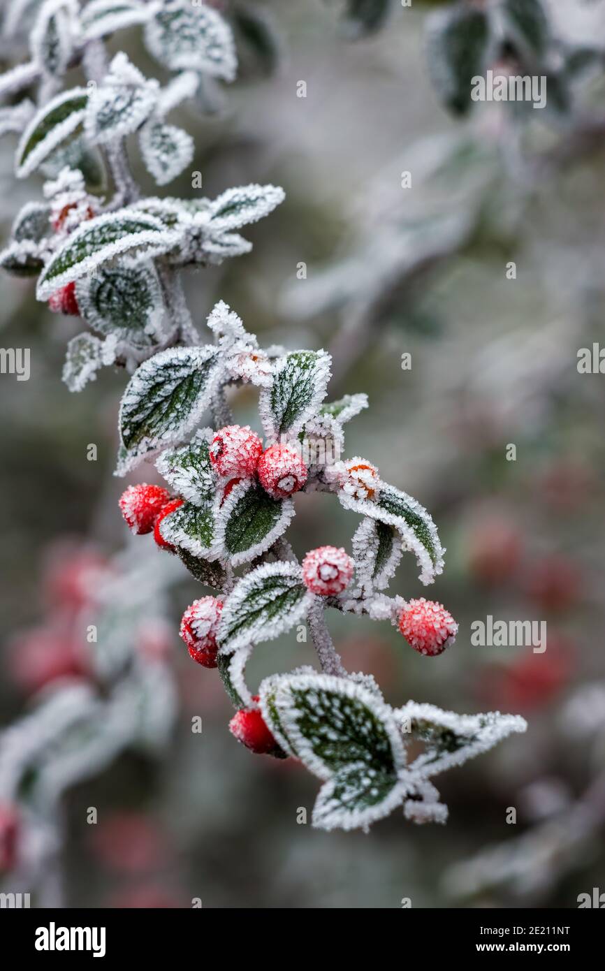 Red Cotoneaster berries covered with hoar frost on a cold winters day Stock Photo