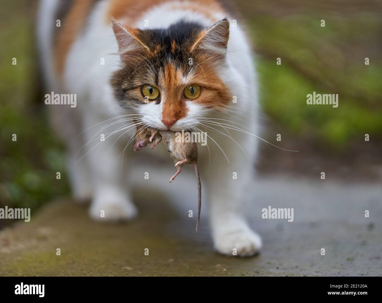 norwegian-forest-cat-catching-a-mouse-stock-photo-alamy