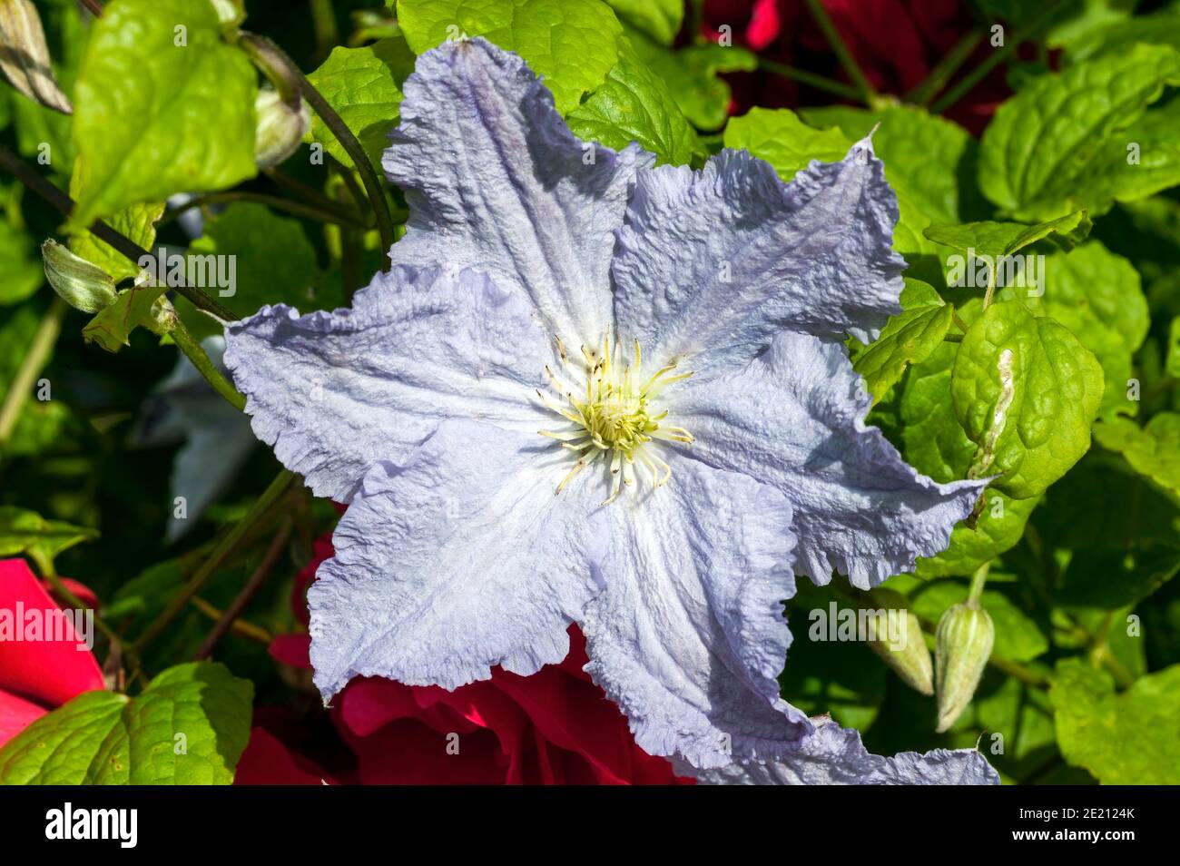 Clematis 'Blekitny Aniol' (Blue Angel) a summer flowering shrub plant with a blue lilac summertime flower which open from June until September, stock Stock Photo