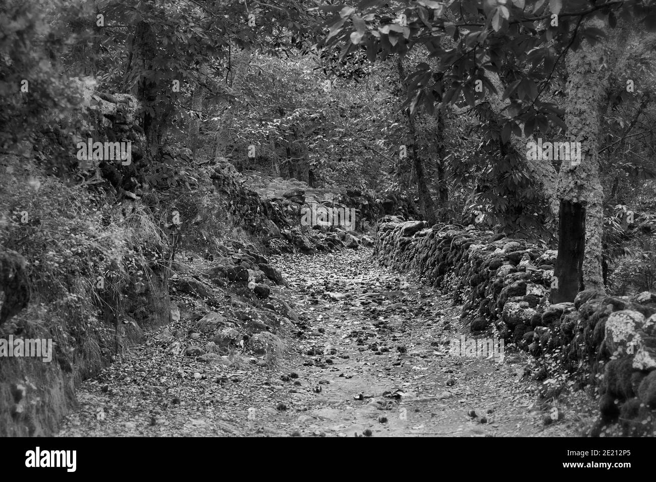 Grayscale shot of a pathway along a stone wall in the forest Stock Photo