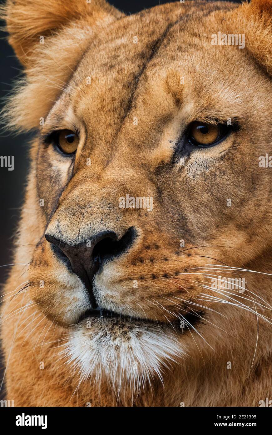 Katanga Lion - Panthera leo bleyenberghi, iconic animal from African savannas, Kalahari, Botswana. Stock Photo