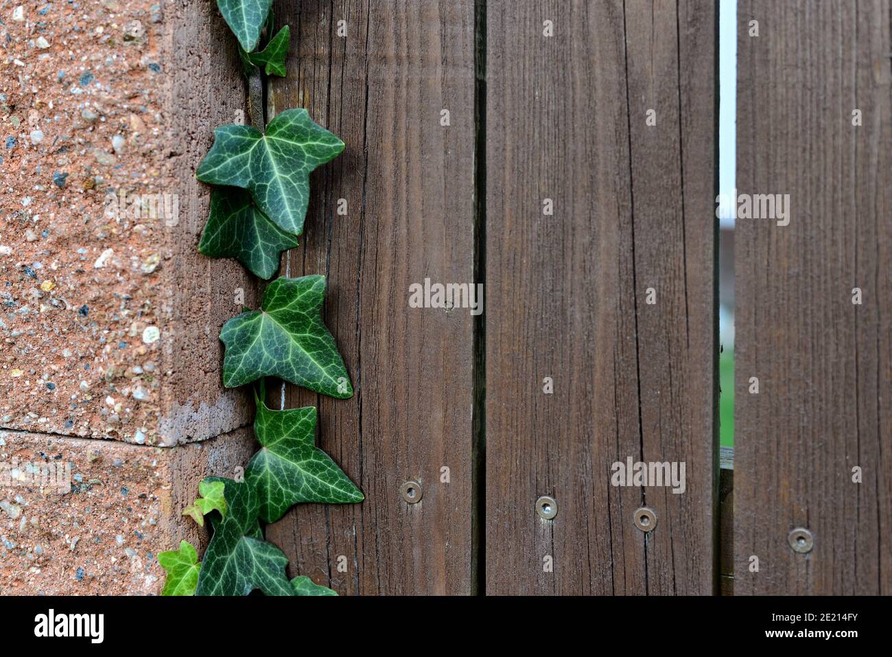 Ivy leaves growing on a wood-concrete fence. Green leaves of a climbing plant. Wooden fence planks. Pink concrete pillar. Creeper ivy. Hedera helix. Stock Photo
