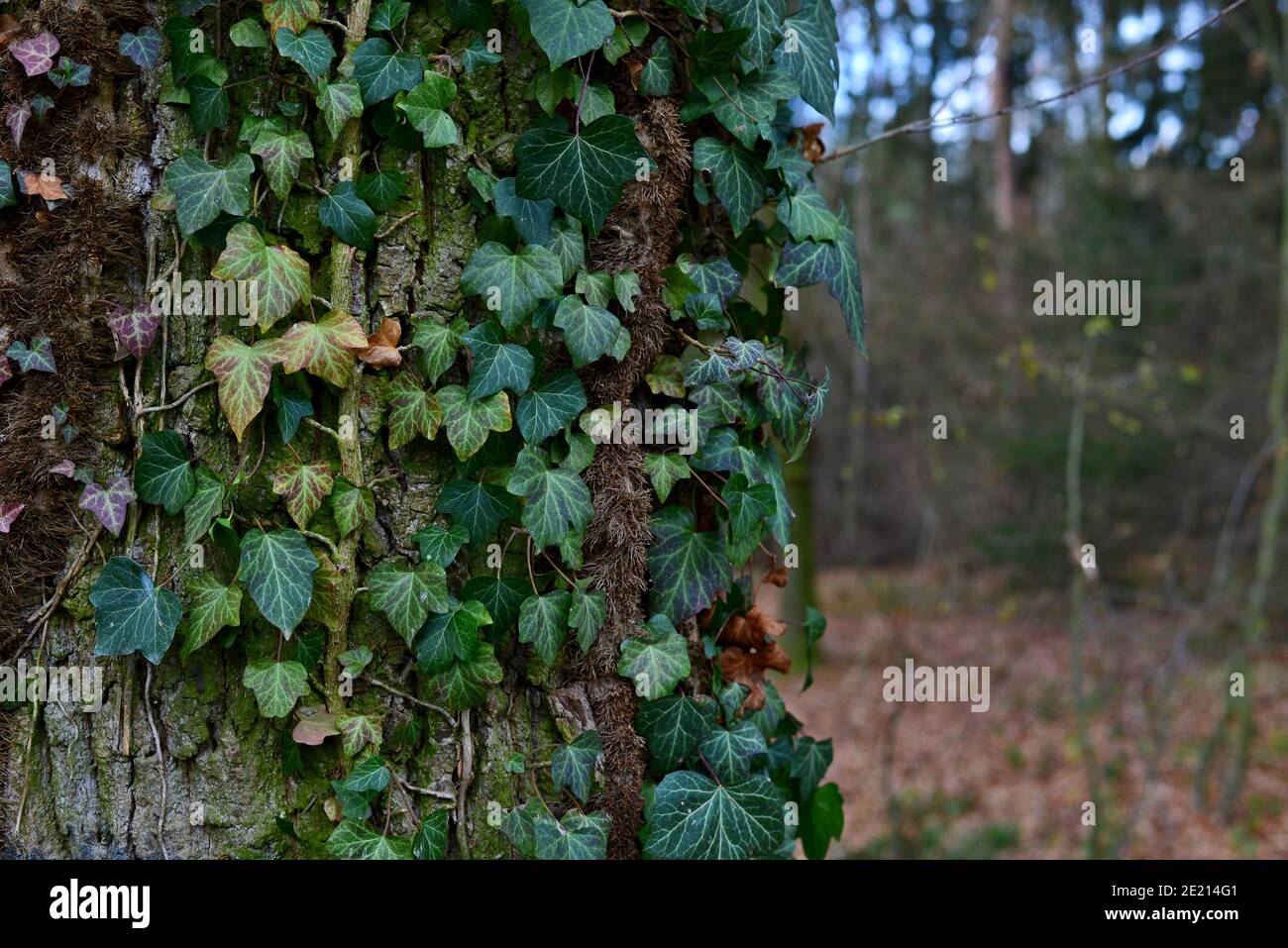 Ivy growing on the trunk of an old tree. Green leaves of ivy on the cracked bark of a tree. In the background the autumn forest with a shining blue sk Stock Photo