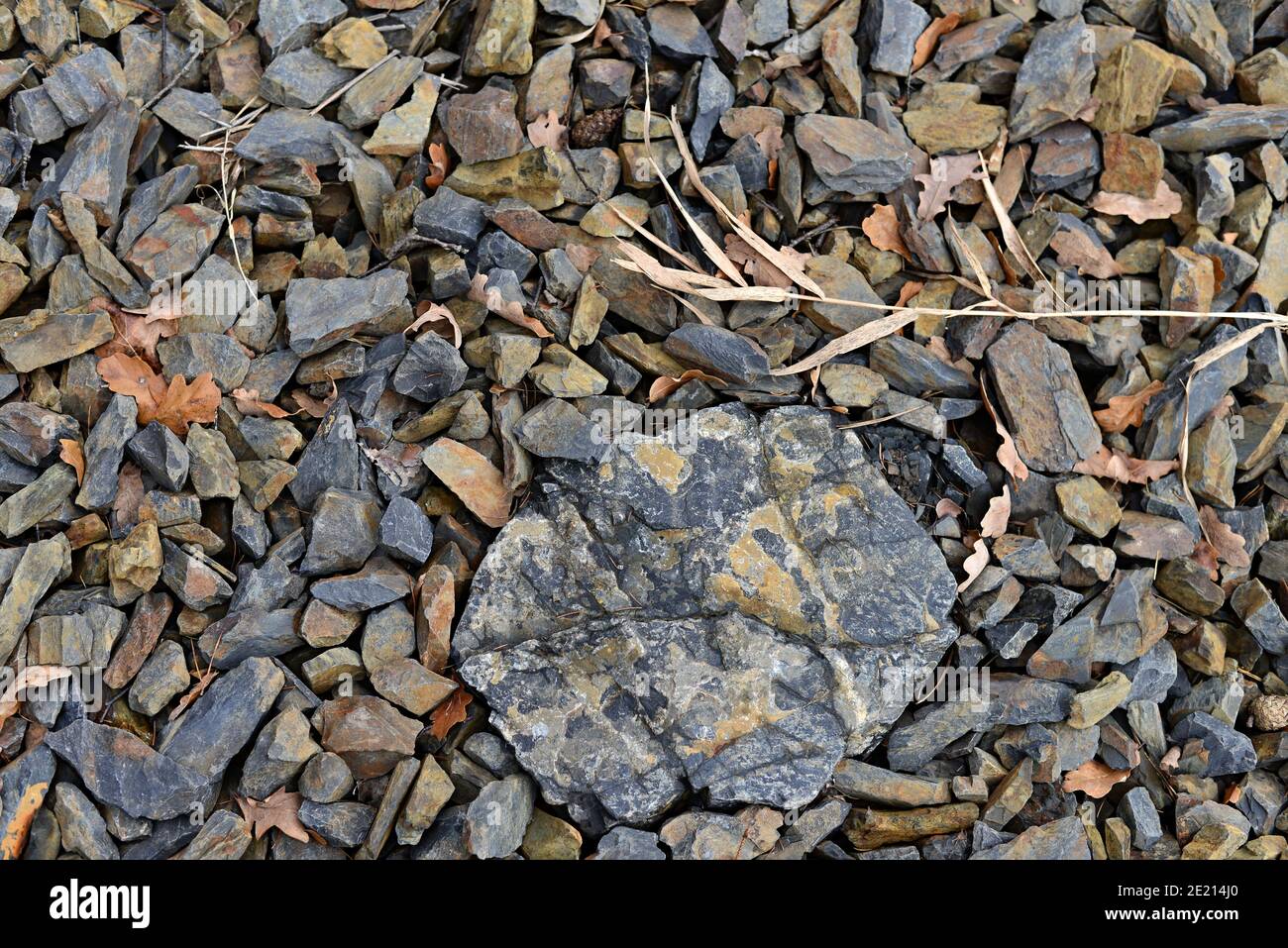 A large stone surrounded by smaller stones, withered grass and brown oak leaves. Winter beach of gravel and stones. Withered reeds on the stones. Wint Stock Photo
