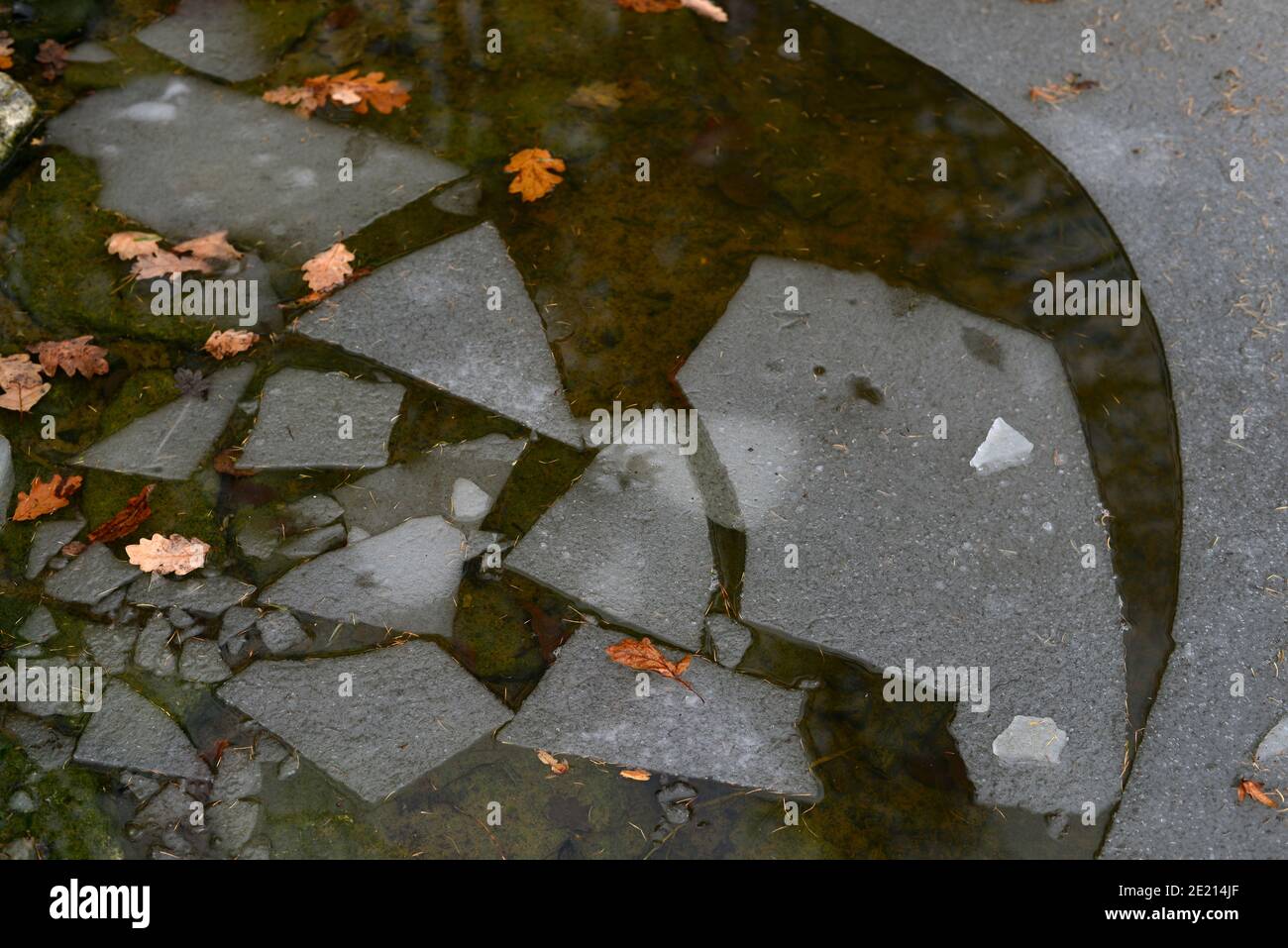 Pieces of ice on the surface of a frozen pond. Water surface covered with ice and brown leaves. The stone bottom shines through the water surface. Dan Stock Photo