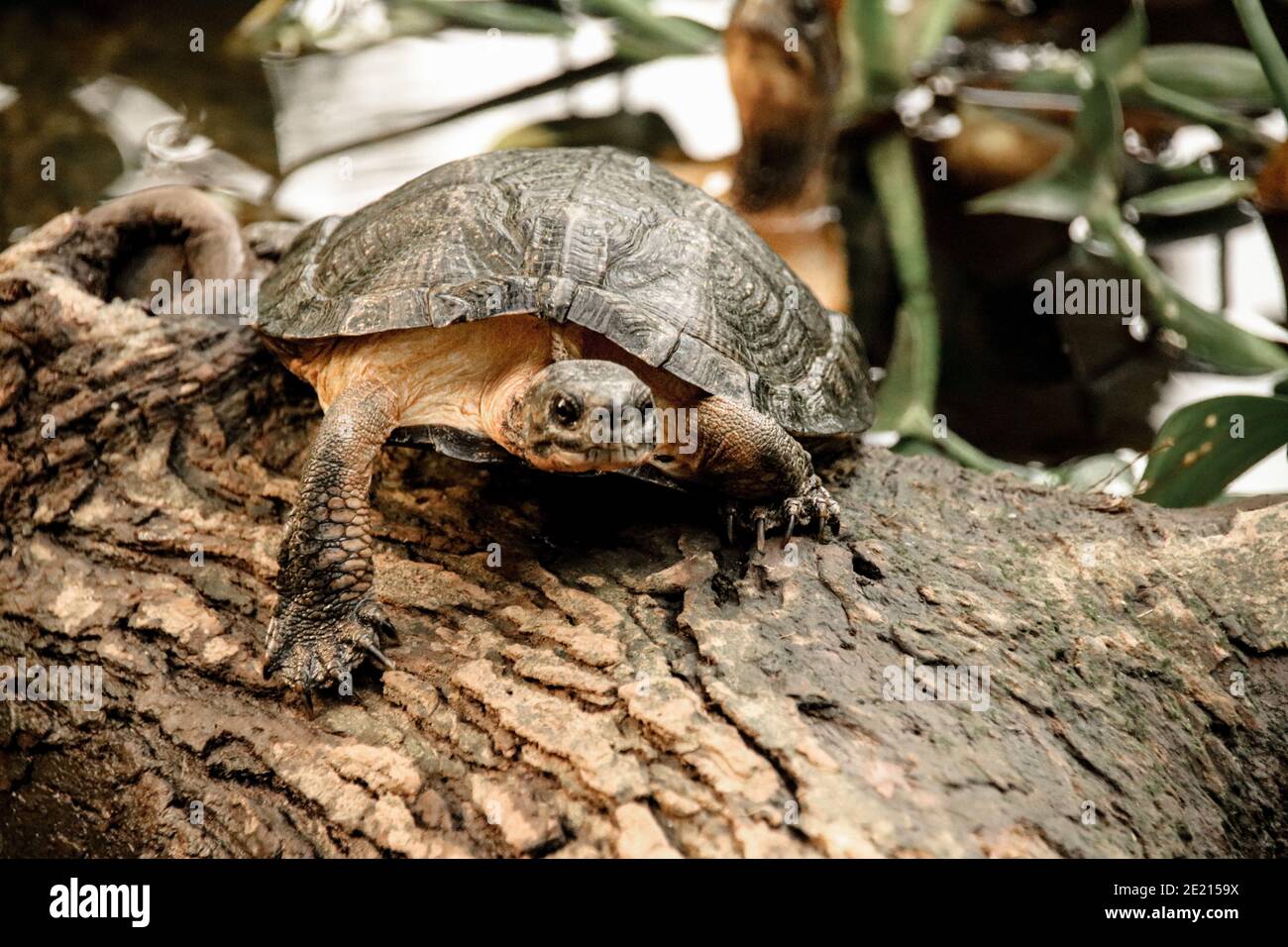 Closeup of a turtle on on a tree trunk in the woods Stock Photo - Alamy