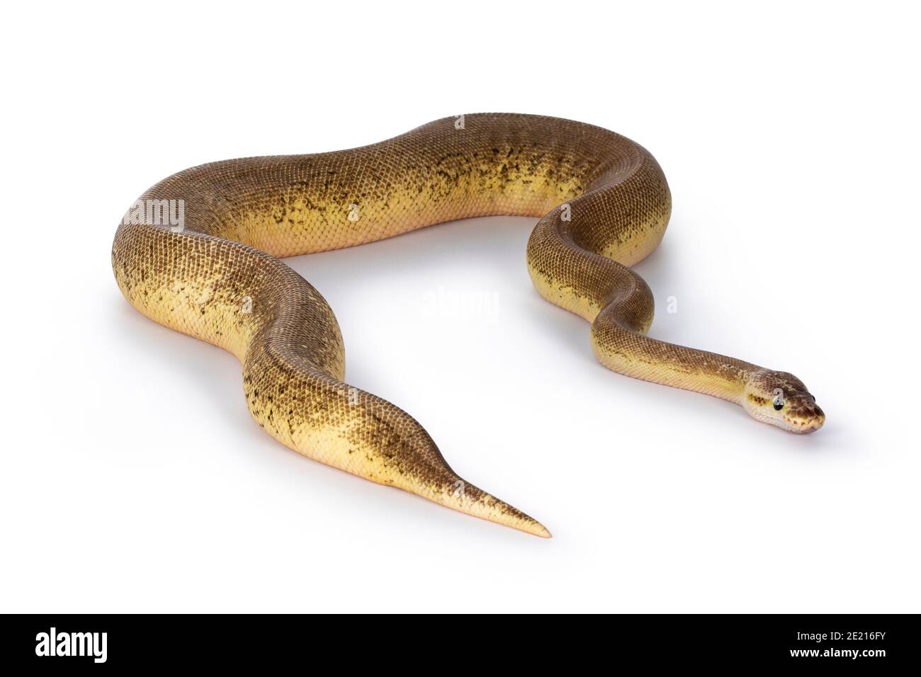 Adult Pinstripe Cinnamon Pastel Fire Ballpython aka Python regius snake. Full body shot on white background. Stock Photo