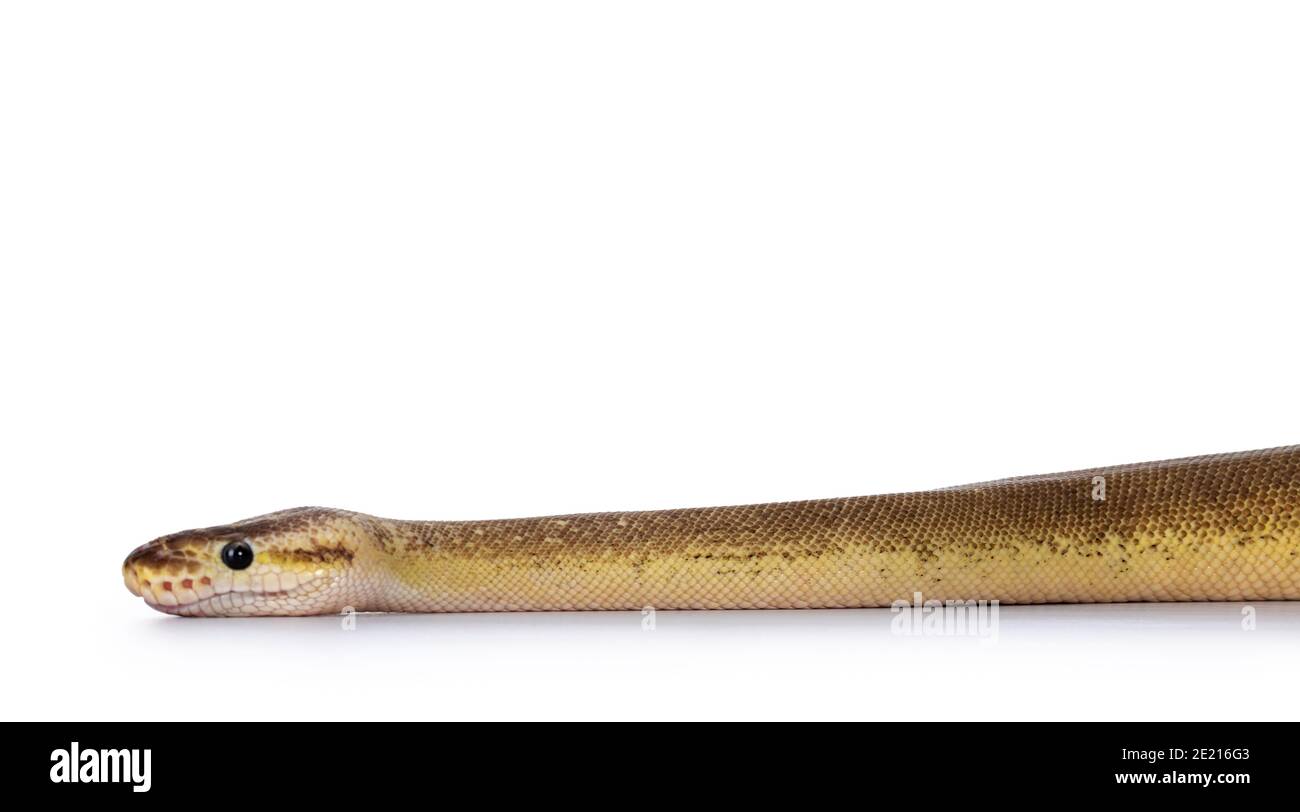 Adult Pinstripe Cinnamon Pastel Fire Ballpython aka Python regius snake. Head shot on white background. Stock Photo