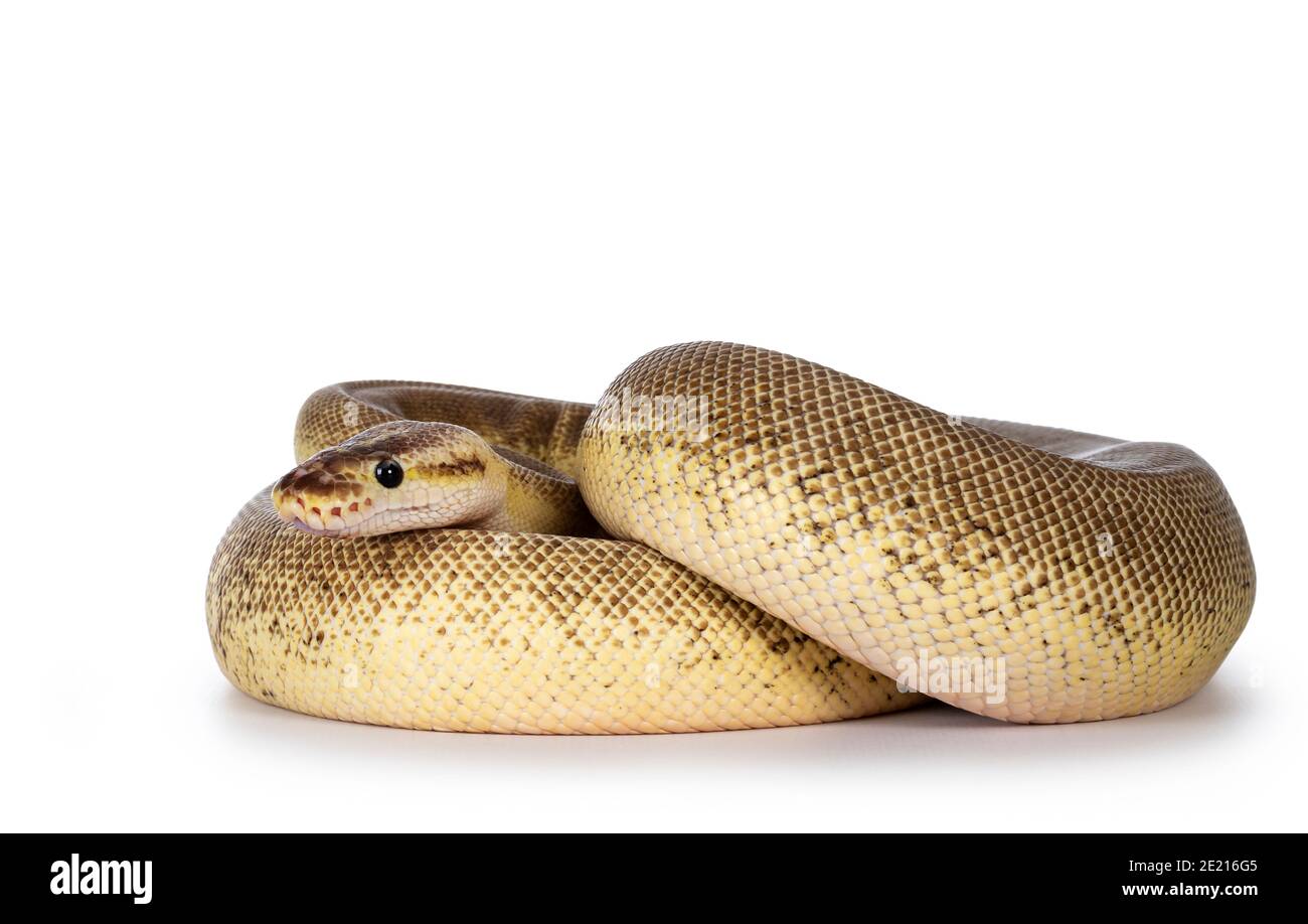 Adult Pinstripe Cinnamon Pastel Fire Ballpython aka Python regius snake. Full body curled up shot on white background. Stock Photo