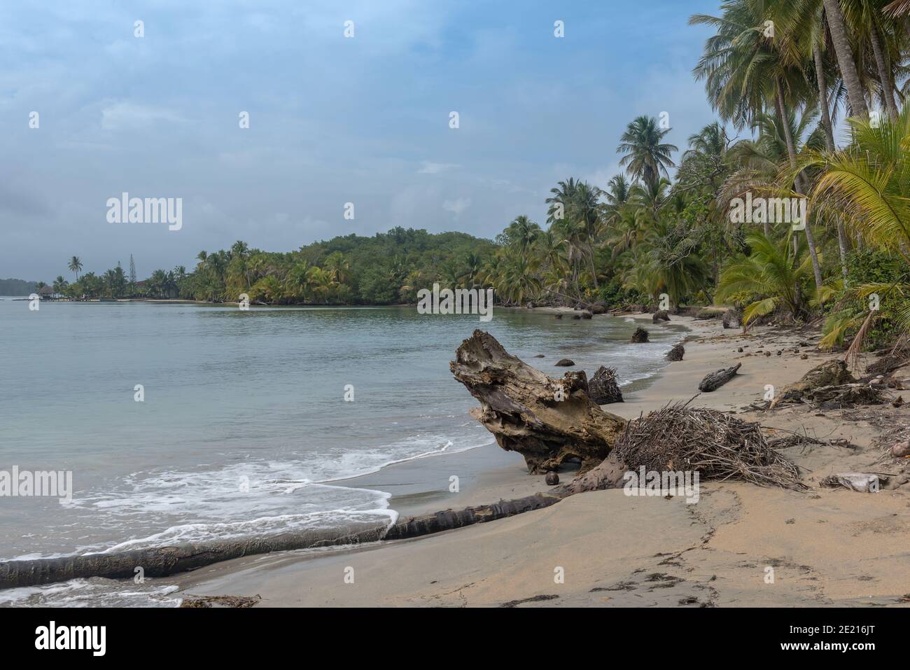 Starfish beach in Bocas Del Toro, Panama Stock Photo