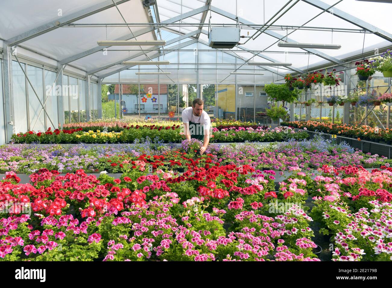 happy worker growing flowers in a greenhouse of a flower shop Stock
