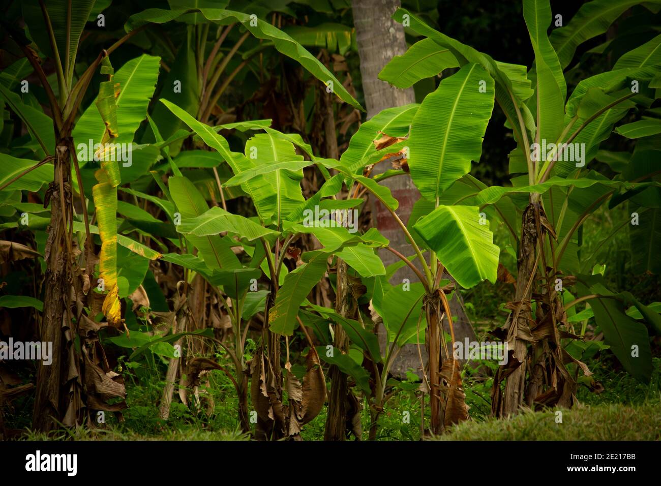 View of banana trees in a plantation, Pollachi, Tamil Nadu, India Stock
