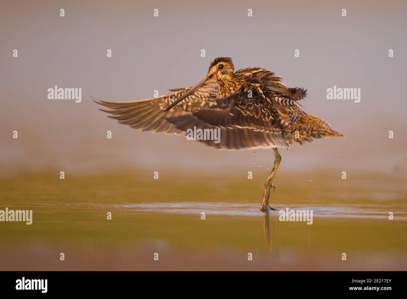 Common snipe (Gallinago gallinago), a shorebird found across North America, Eurasia and Northern Africa. It has the longest straight bill of all shore Stock Photo