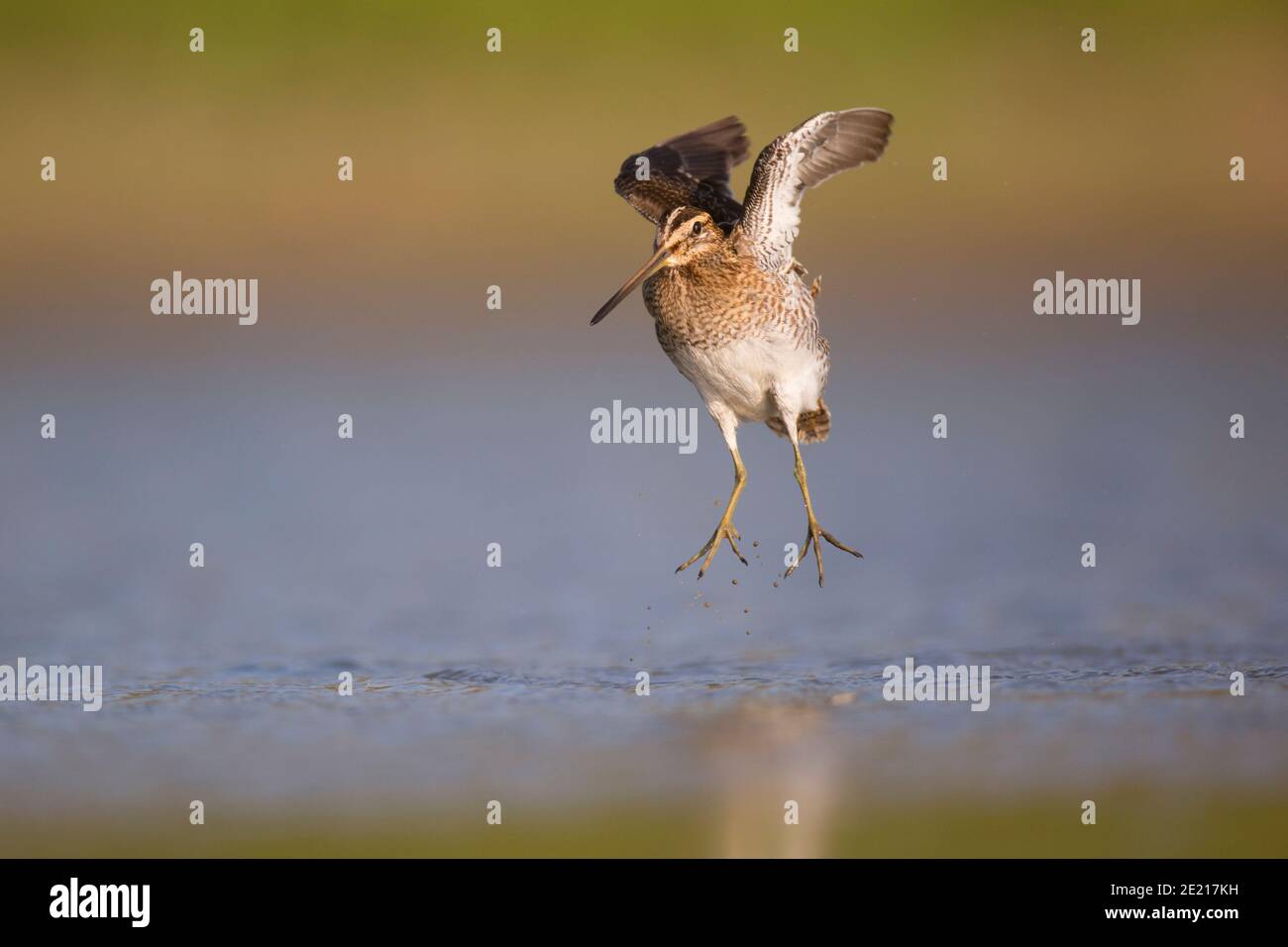 Common snipe (Gallinago gallinago), a shorebird found across North America, Eurasia and Northern Africa. It has the longest straight bill of all shore Stock Photo
