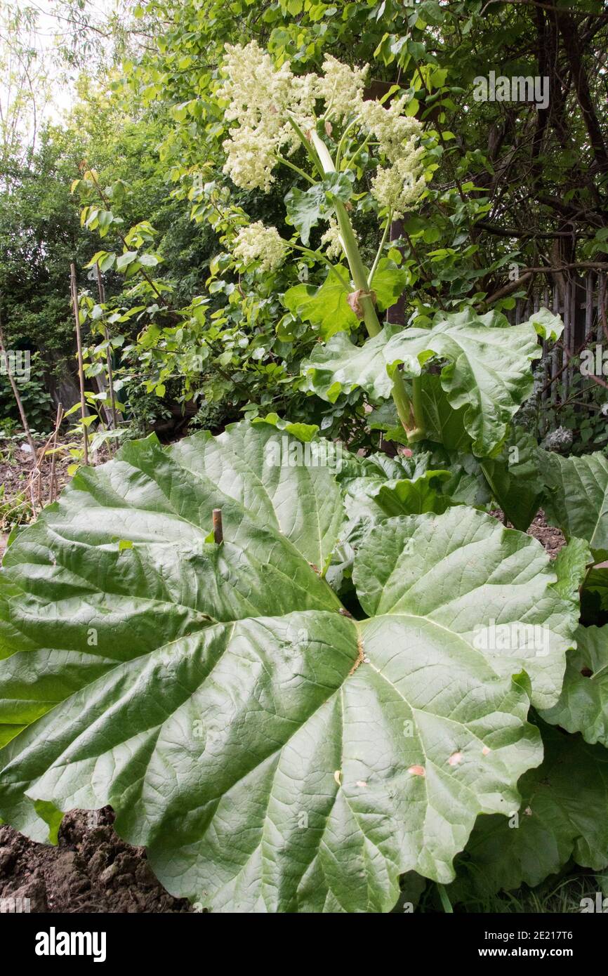 White seeds glowing on a mature rhubarb plant : home grown, organic vegetable gardening, Sheffield, UK Stock Photo