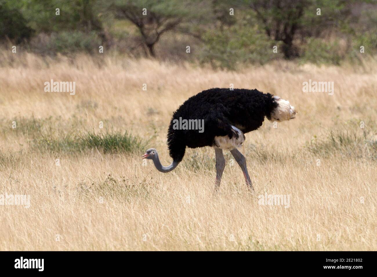 The Somali ostrich (Struthio molybdophanes), also known as the blue-necked ostrich, is a large flightless bird native to the Horn of Africa.[2] It was Stock Photo