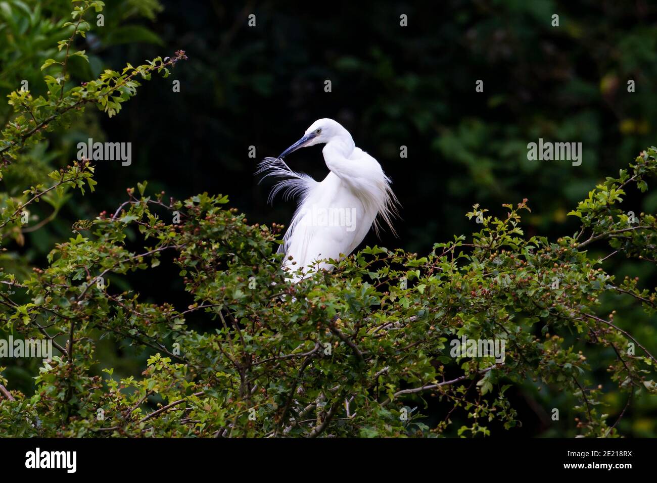 Little egret (Egretta garzetta) Sussex, England, UK Stock Photo