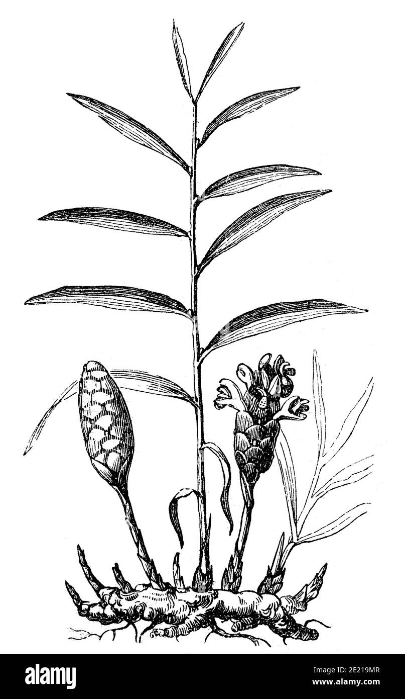 Ginger, Zingiber officinale, illustration from 1860  /  Ingwer, Zingiber officinale, Illustration aus dem Jahre 1860, Historisch, historical, digital improved reproduction of an original from the 19th century / digitale Reproduktion einer Originalvorlage aus dem 19. Jahrhundert, Stock Photo