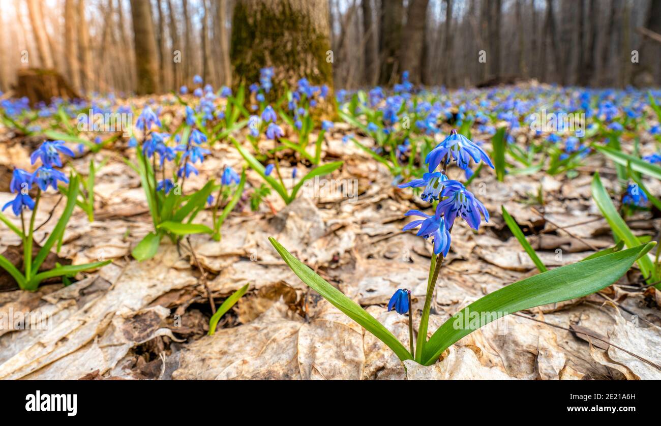 Blue carpet of flowering primroses in the spring forest. Stock Photo