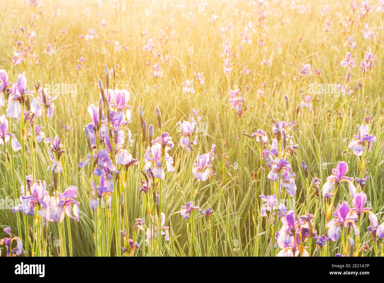 Selective focus shot of the Iris flower plantation Stock Photo Alamy — free download