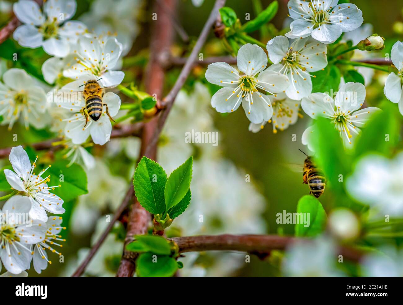 Two honey bees collect nectar from the flowers of a flowering cherry