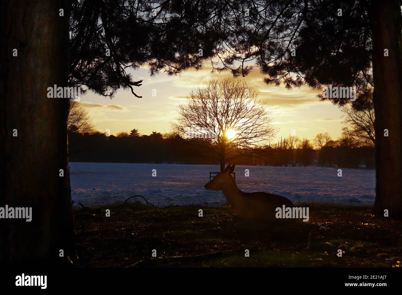 Tatton park deer winter hires stock photography and images Alamy