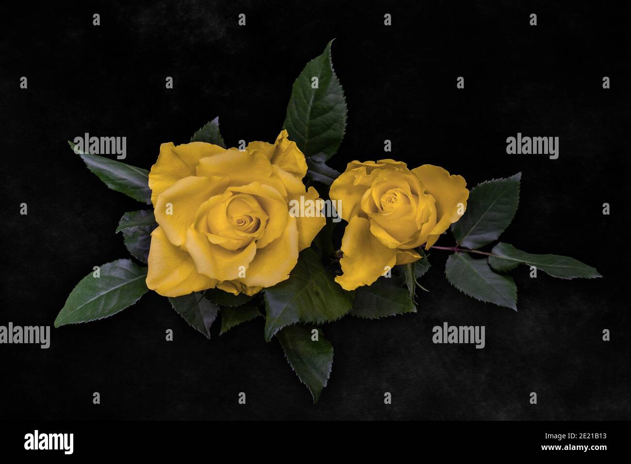 Yellow roses black background black background hires stock photography