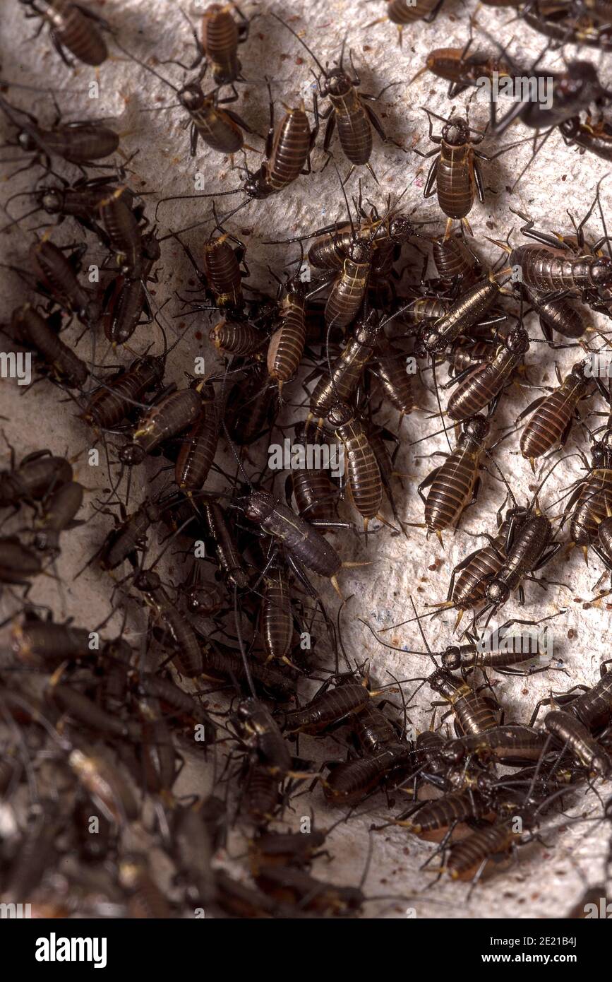 Small crickets just after hatching. Breeding of crickets. Food insects close up on a macro scale. Stock Photo