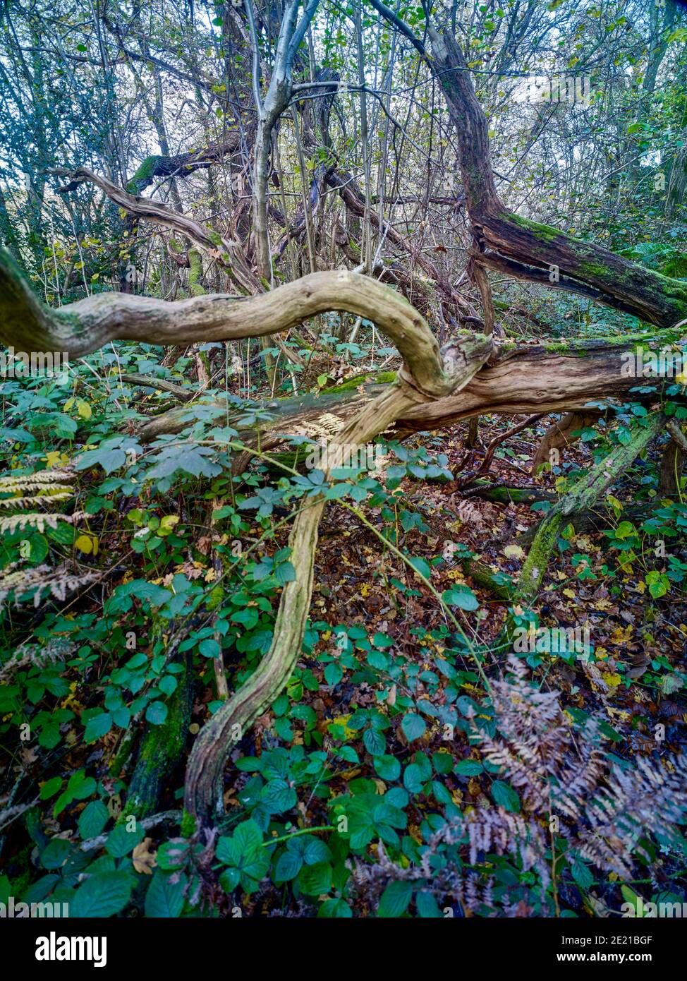 Abstract nature of moody textured tree stump in a late summer woodland