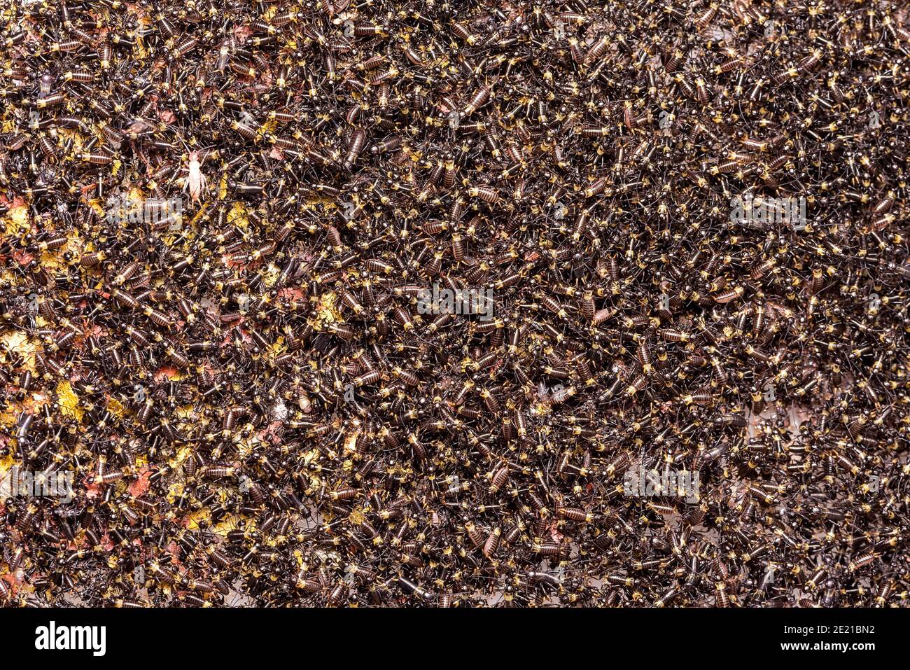 Small crickets just after hatching. Breeding of crickets. Food insects close up on a macro scale. Stock Photo