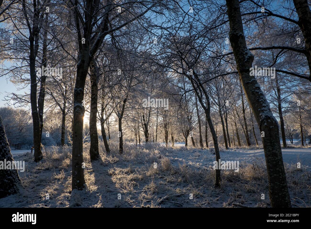 Sun shining through snow covered trees Stock Photo