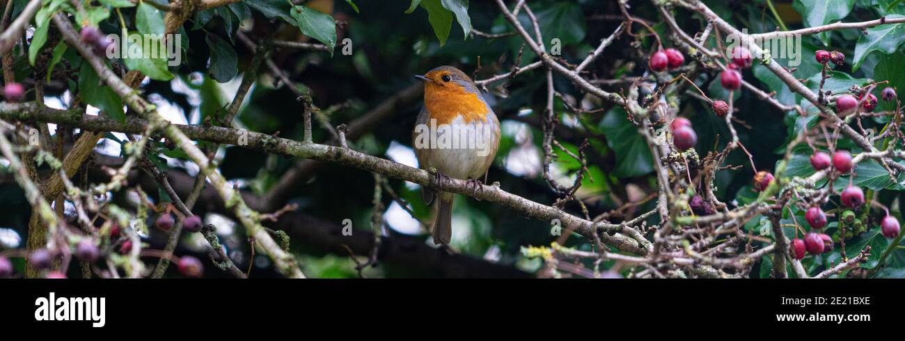 British Robin in HedgeRow with Spring Berries in Foreground ] Stock ...