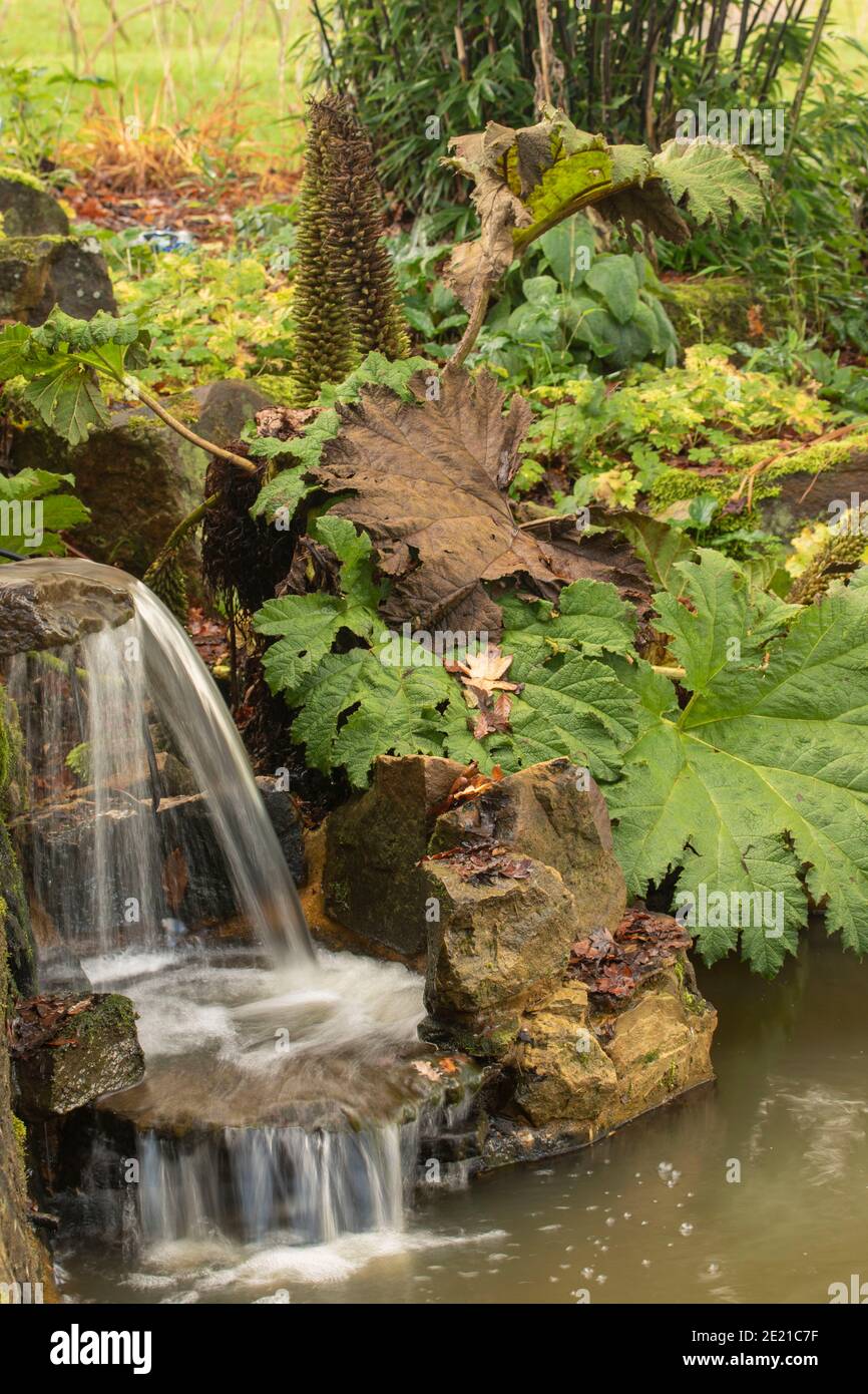 Gunnera plant and small waterfall, natural garden intimate landscape Stock Photo