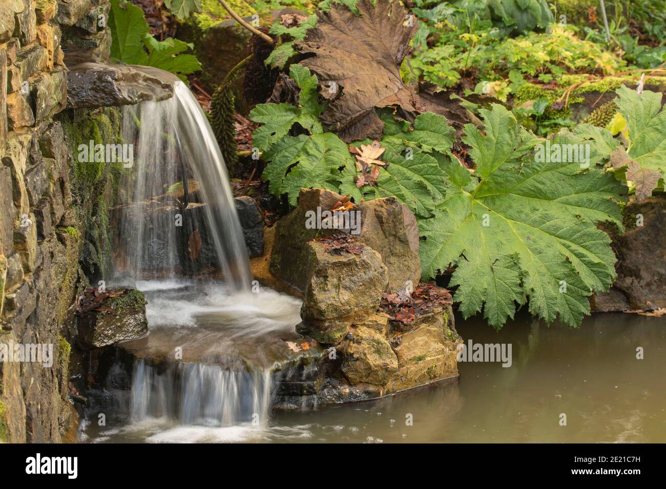 Gunnera plant and small waterfall, natural garden intimate landscape Stock Photo
