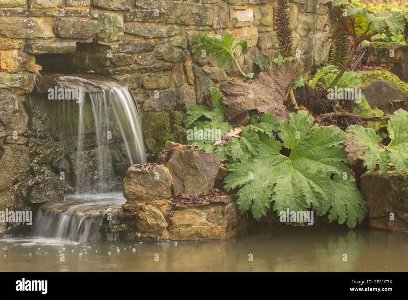 Perennial broad leaved weed hi-res stock photography and images - Alamy