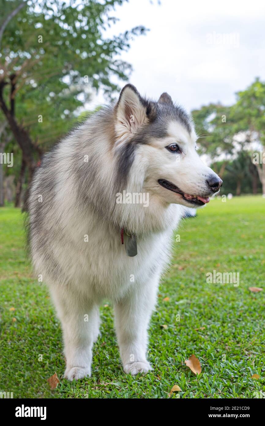 Malamute long hair sales