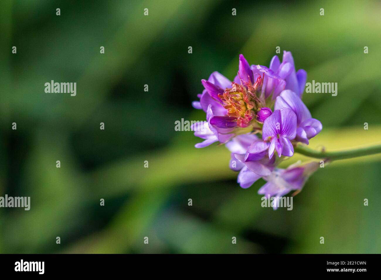 Bituminaria bituminosa, Arabian Pea Plant in Flower Stock Photo