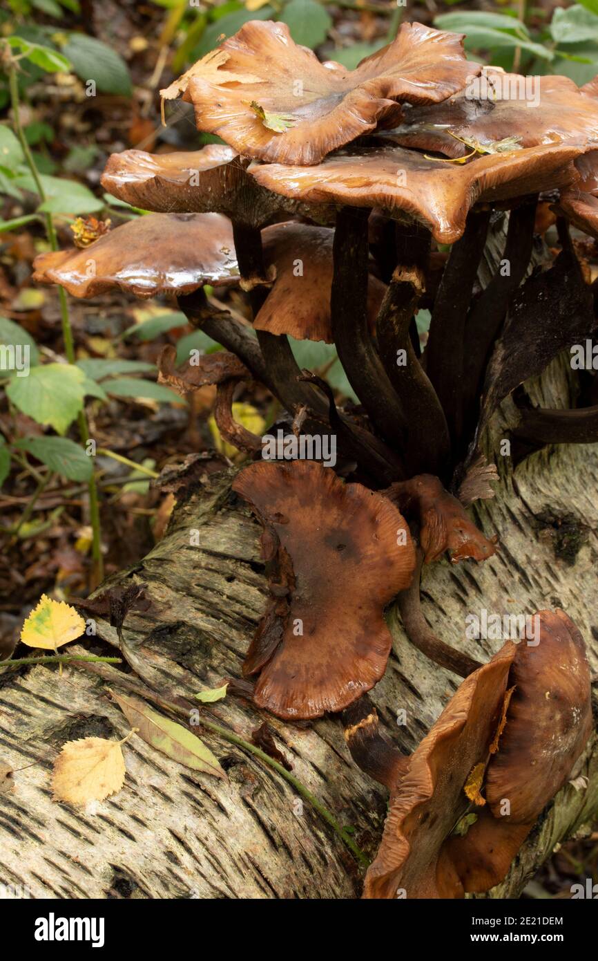 Intimate landscape of fungi exploding out of a rotting tree stump, natural environmental lifecycle of death and decay Stock Photo