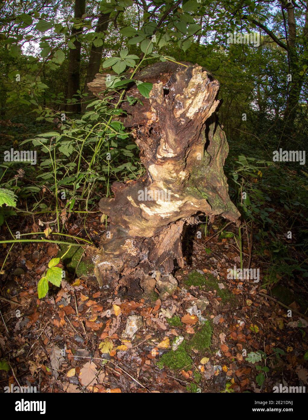 Abstract nature of moody textured tree stump in a late summer woodland