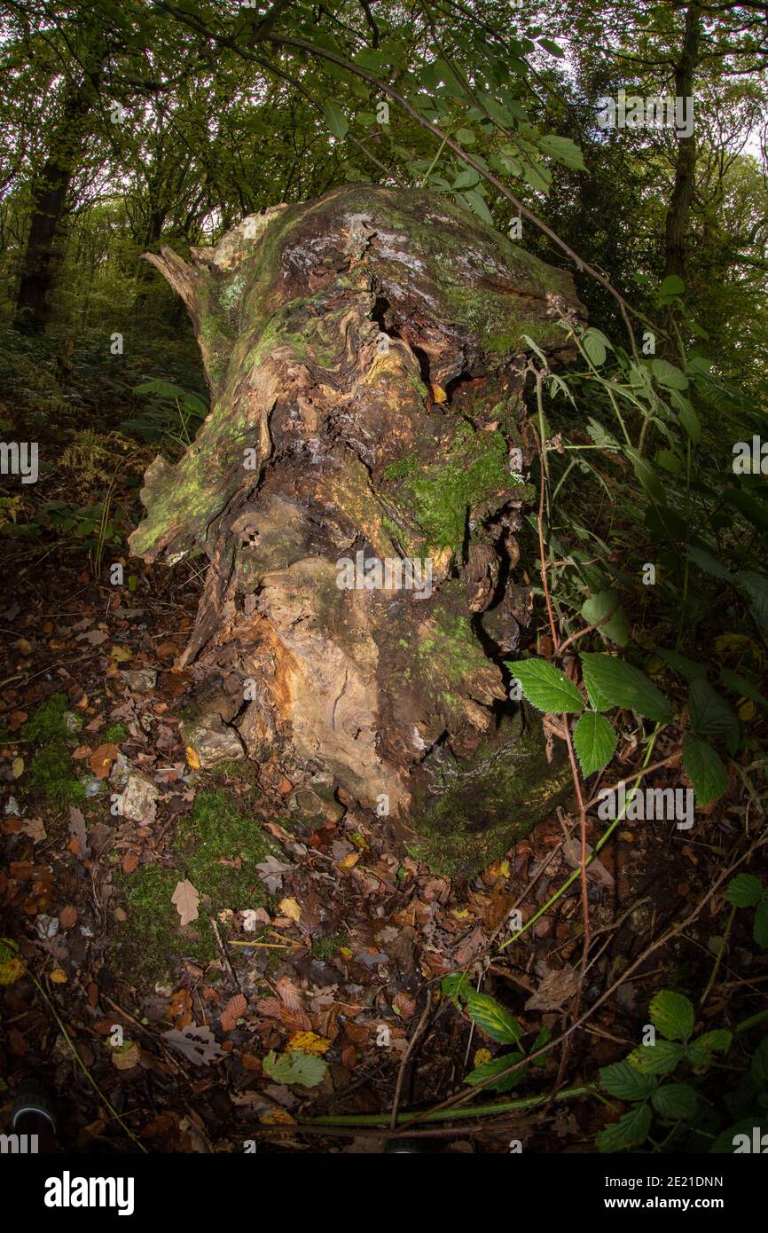 Abstract nature of moody textured tree stump in a late summer woodland