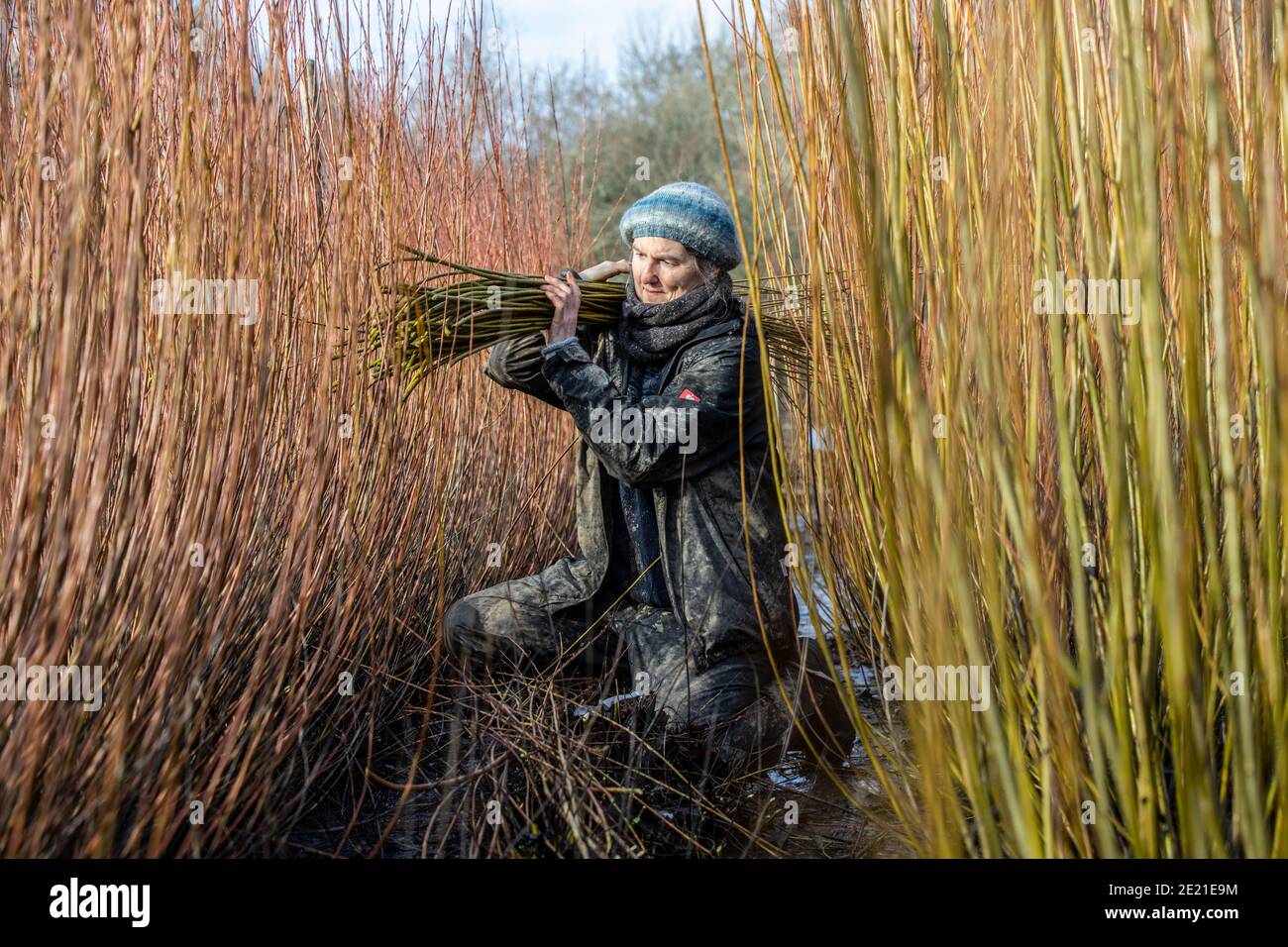 Annemarie O'Sullivan, basket-maker based in East Sussex, with her team harvesting willow in the outskirts of Horam village for basket making, England. Stock Photo