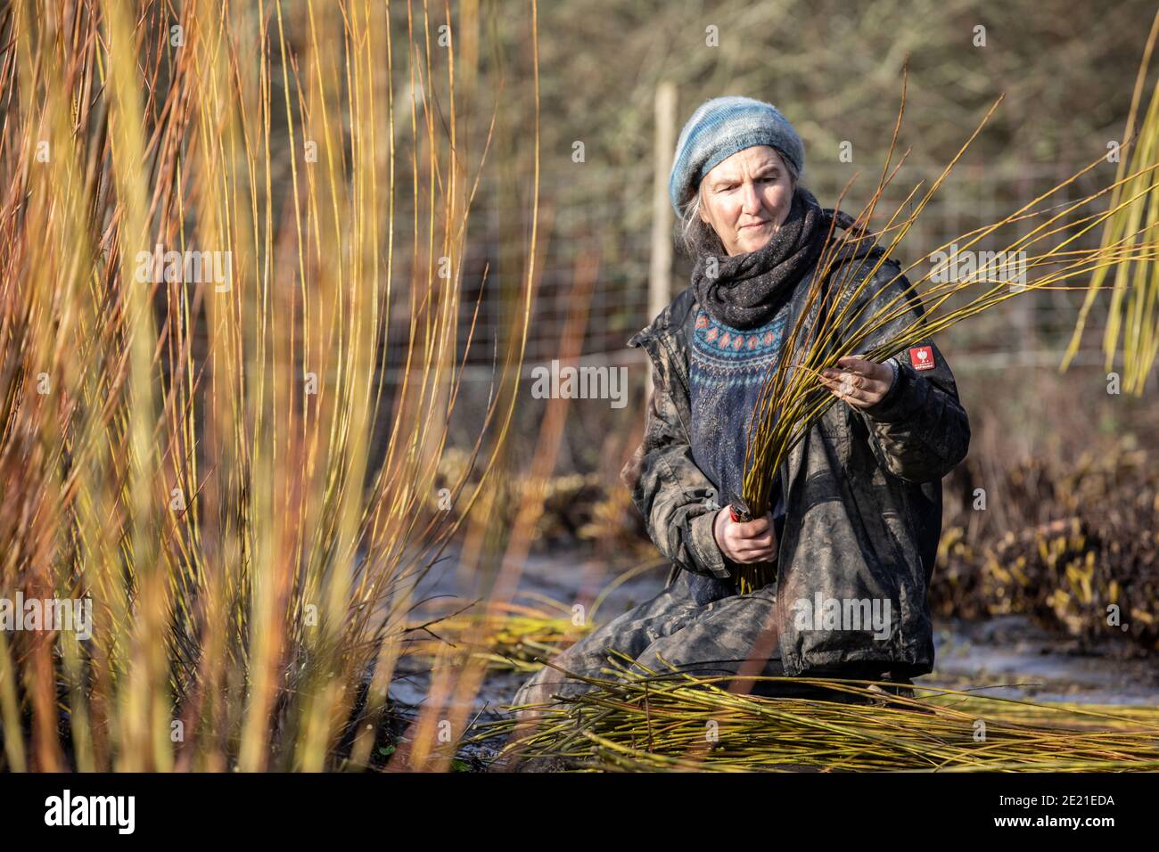 Annemarie O'Sullivan, basket-maker based in East Sussex, with her team harvesting willow in the outskirts of Horam village for basket making, England. Stock Photo