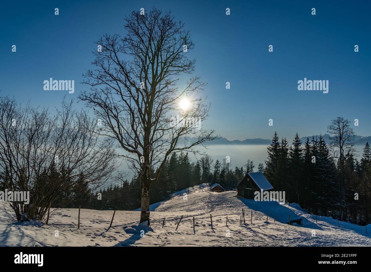 Landscape over Viktorsberg in the Austrian mountains. Alpine hut at the edge of the forest on the snowy field. the snow glitters, glows on the meadow Stock Photo