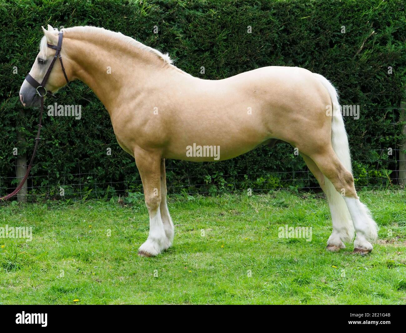 A welsh section C stallion stood up to show off his conformation Stock